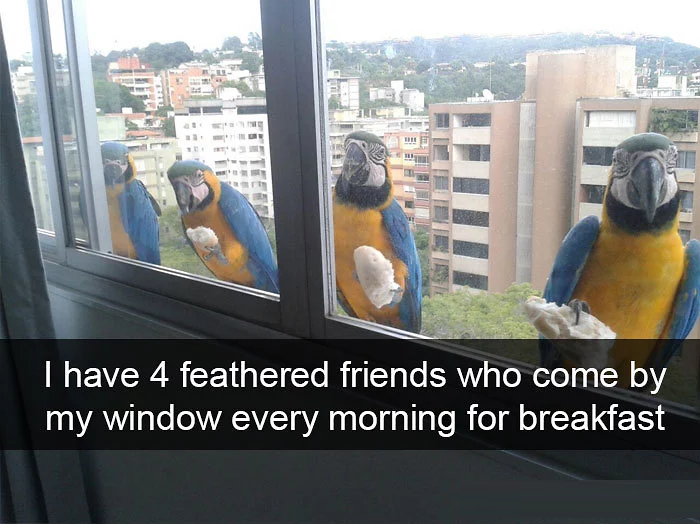 funny bird snapchats