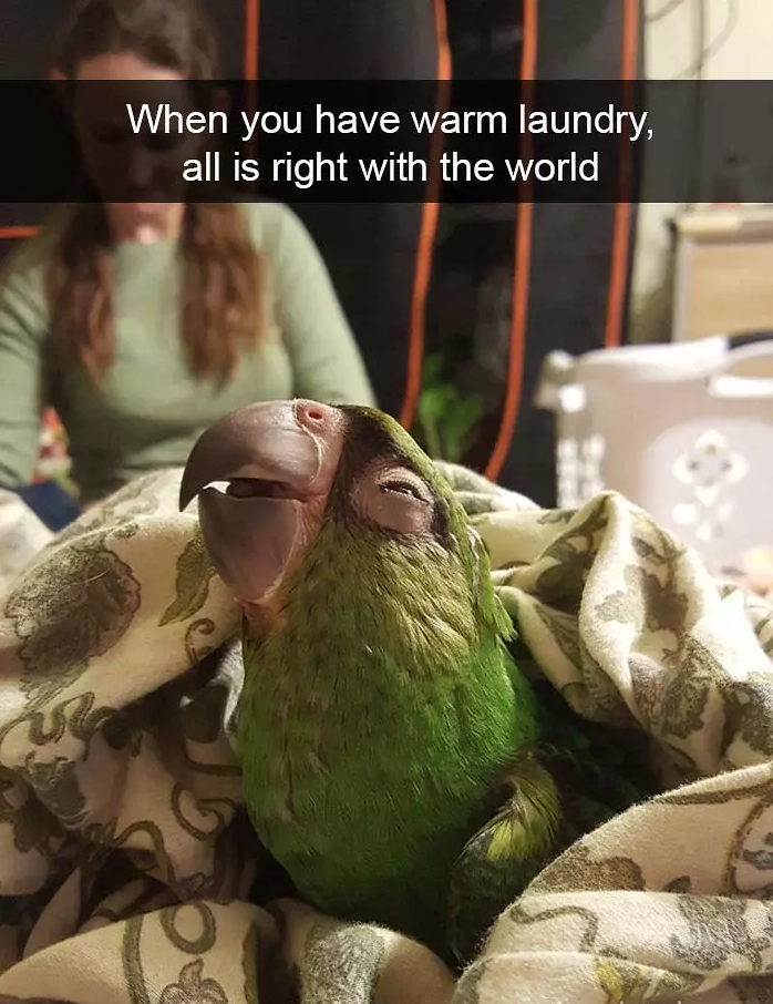 funny bird snapchats