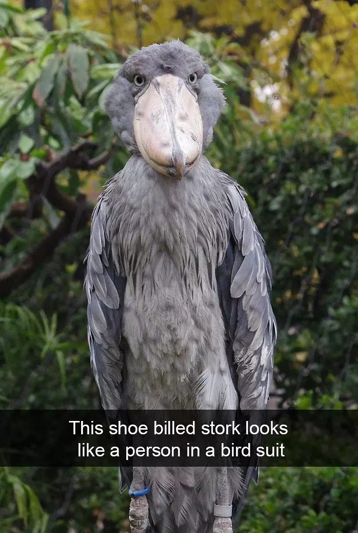 funny bird snapchats
