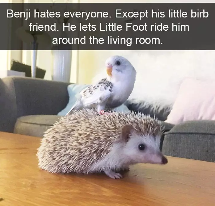 funny bird snapchats