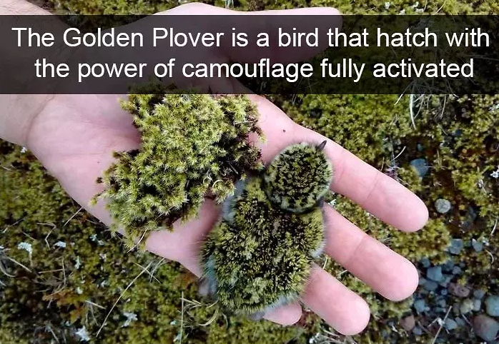 funny bird snapchats