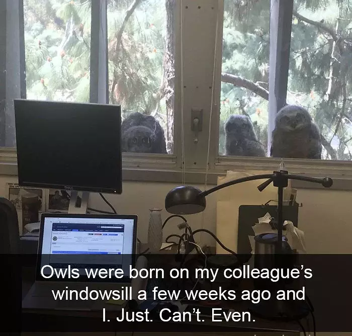 funny bird snapchats