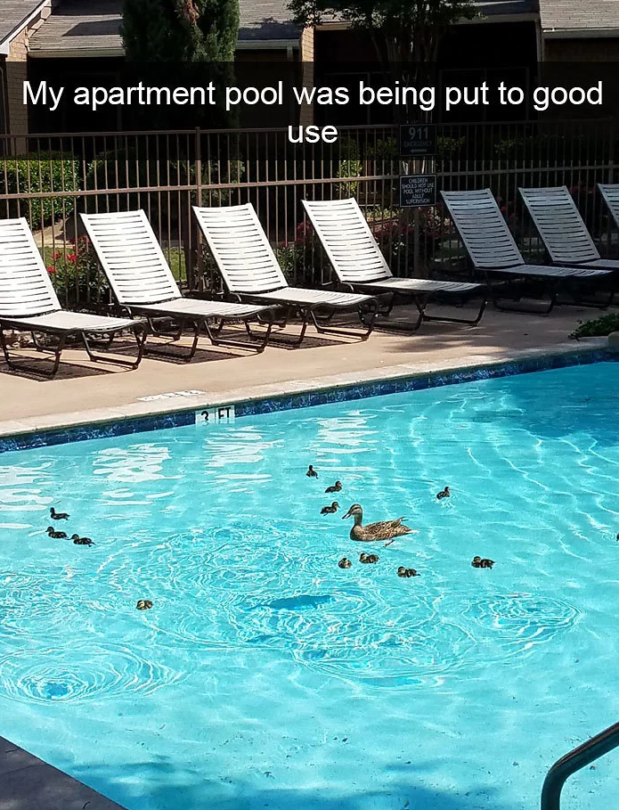 funny bird snapchats