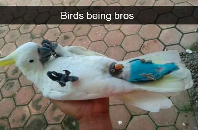funny bird snapchats