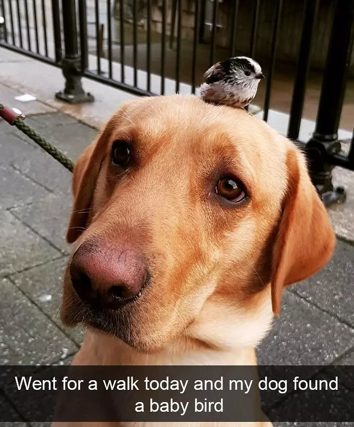funny bird snapchats