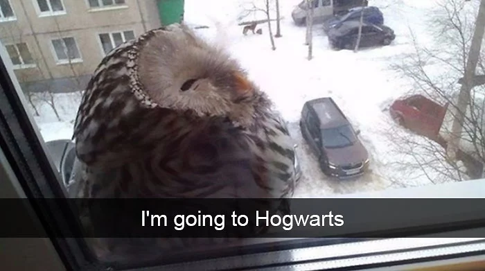 funny bird snapchats