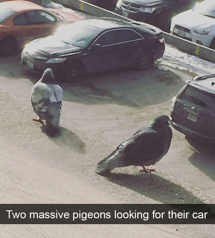 funny bird snapchats
