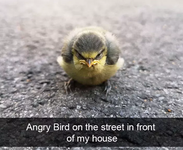 funny bird snapchats