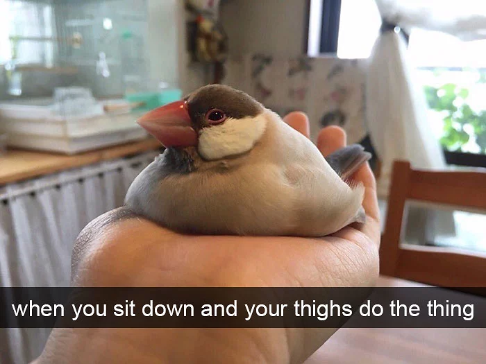 funny bird snapchats