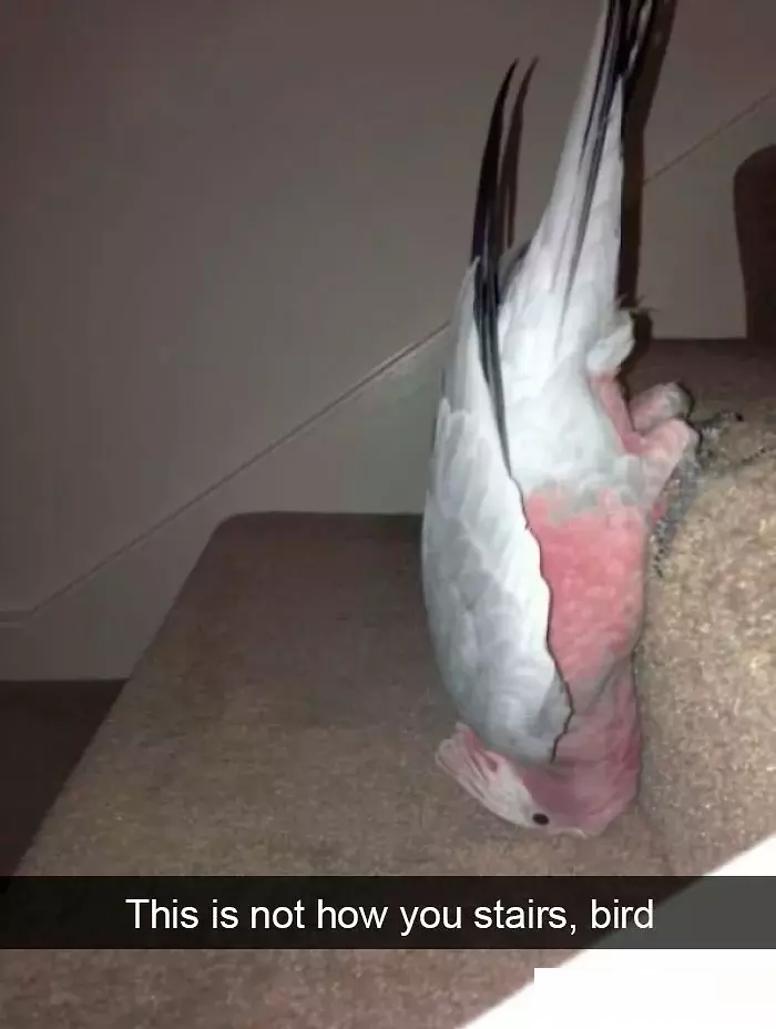 funny bird snapchats