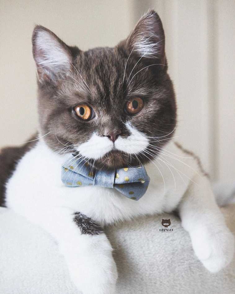 gringo cat mustache