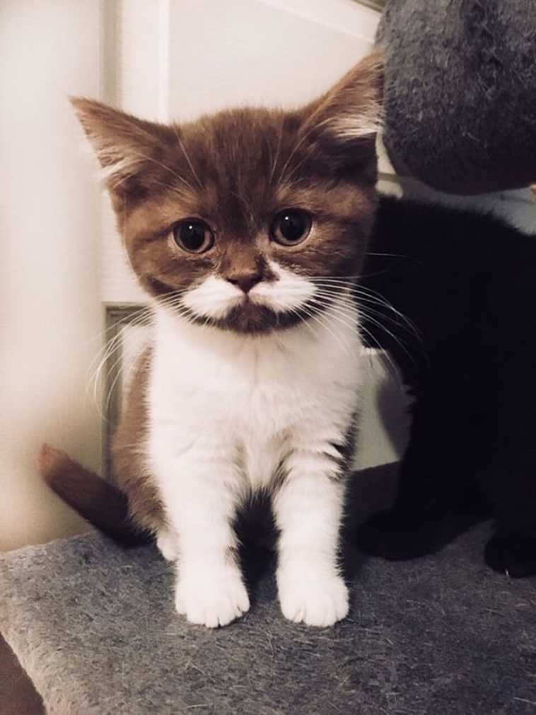 gringo cat mustache