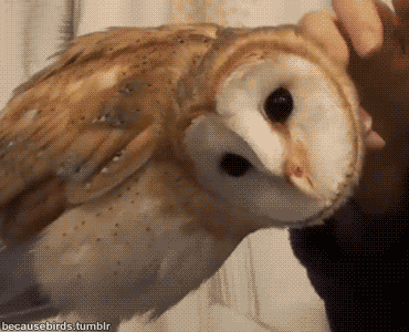 owl head