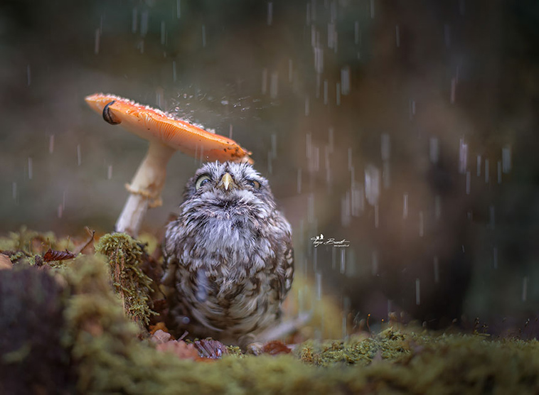 owl hiding from rain