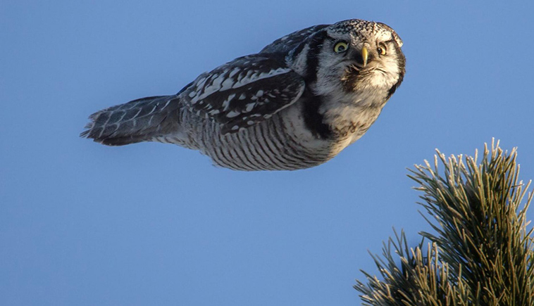 owl mid-flight
