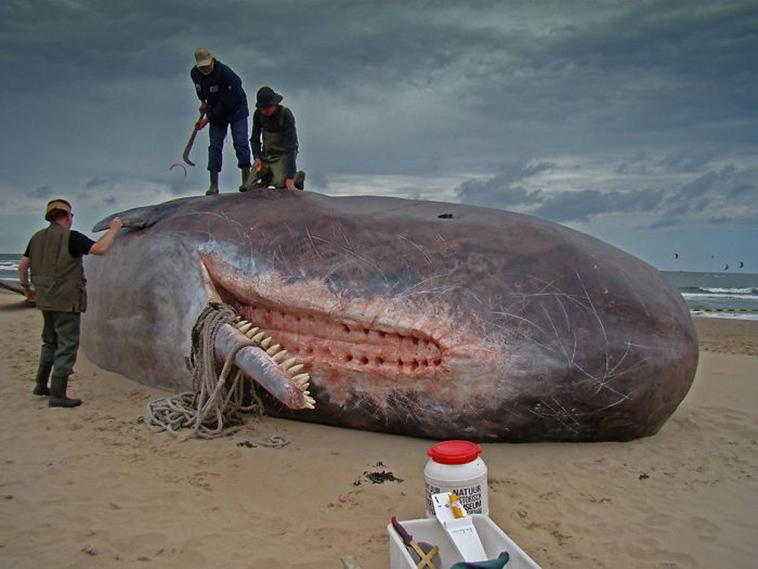 rarely seen images