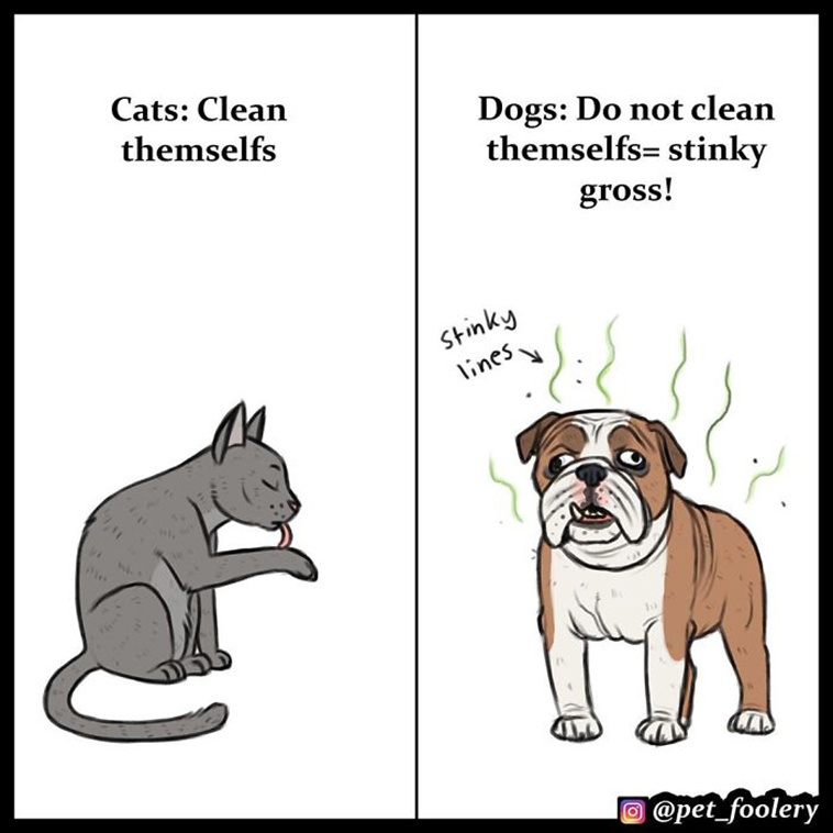 reasons cats better than dogs