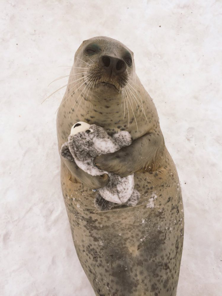 rescued earless seal