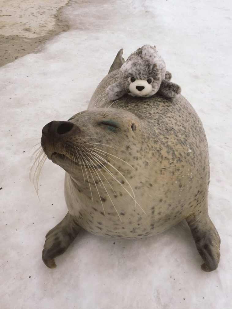 rescued earless seal