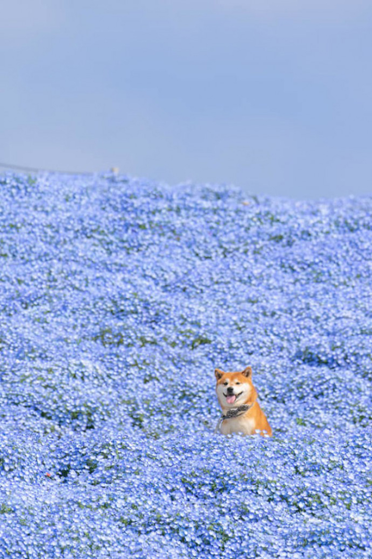 shiba inu dog flower