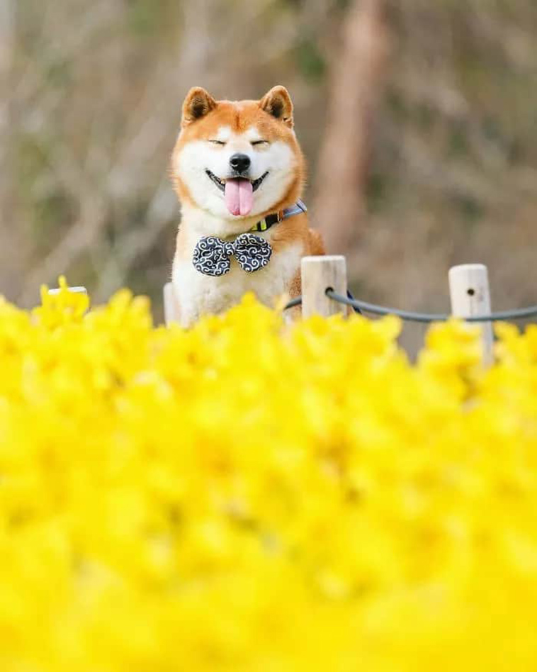 shiba inu dog flower