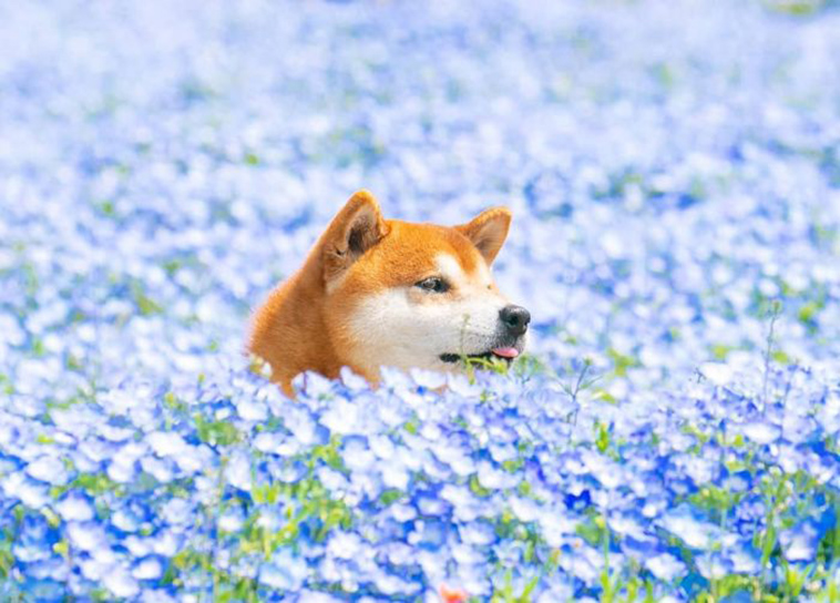 shiba inu dog flower