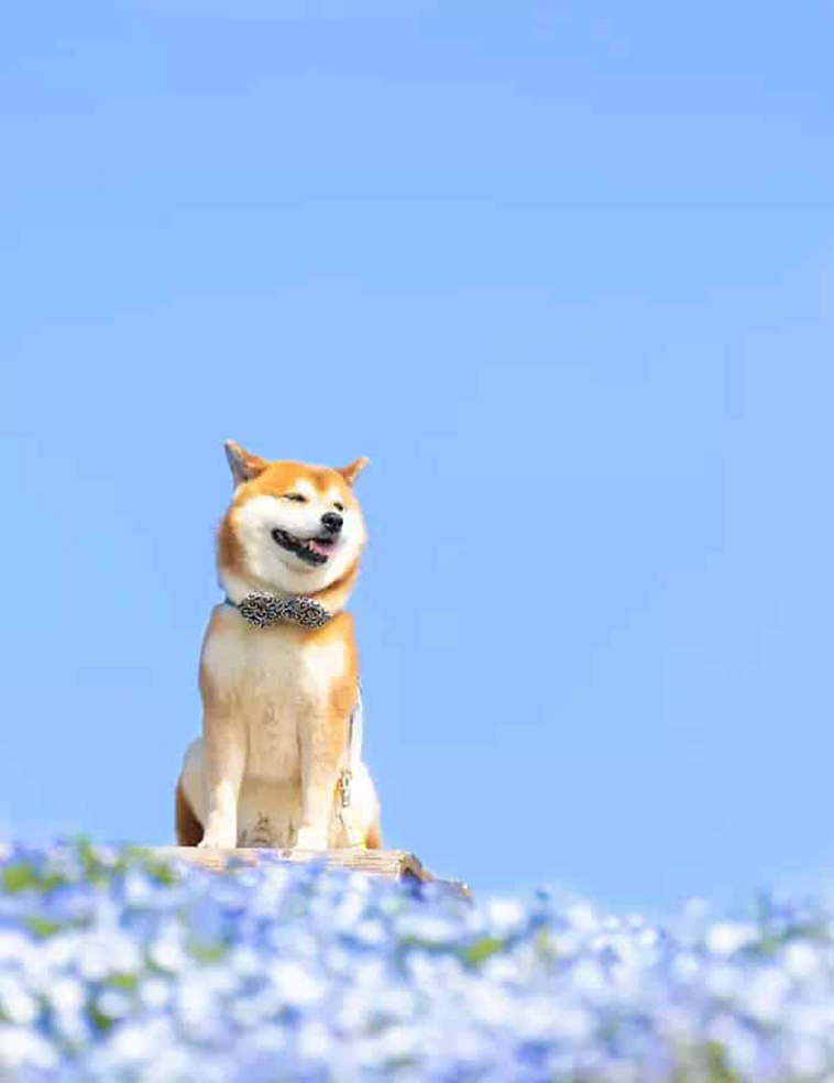 shiba inu dog flower