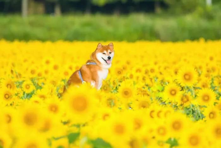shiba inu dog flower