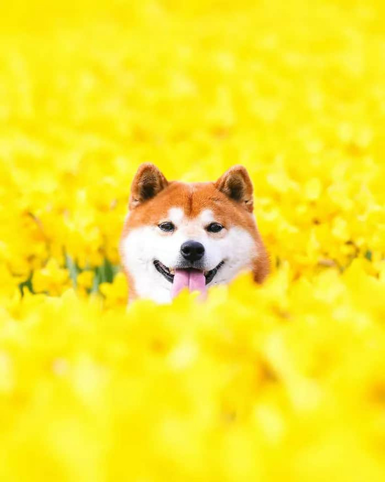 shiba inu dog flower