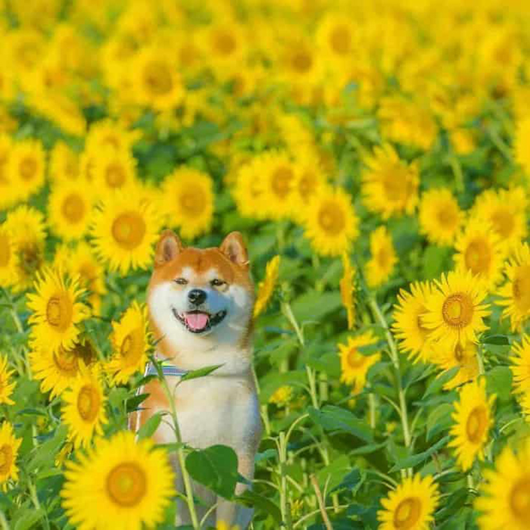 shiba inu dog flower