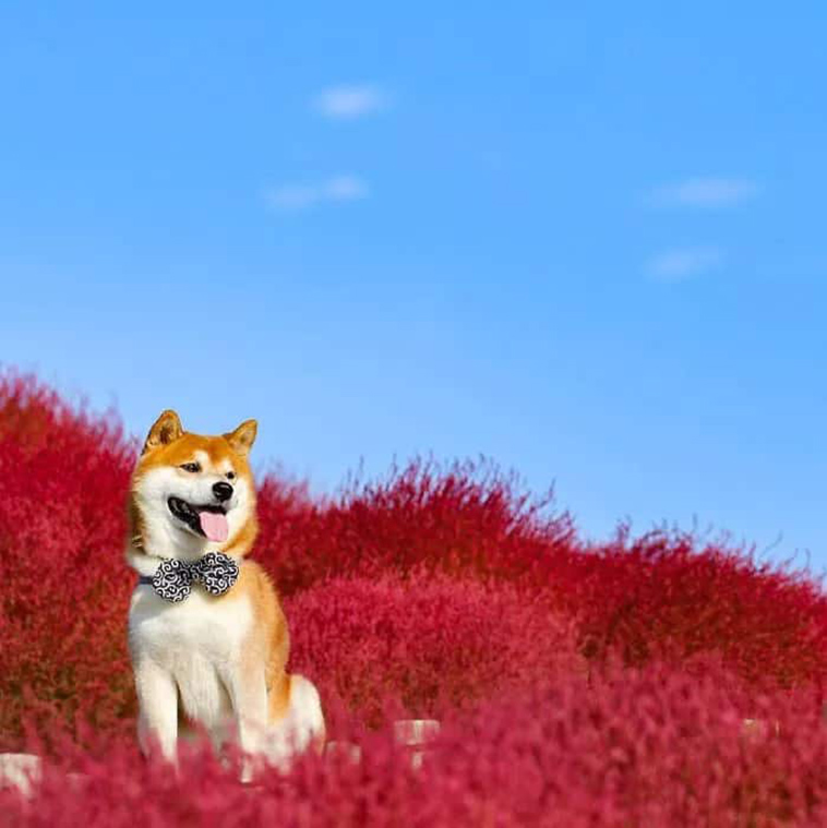 shiba inu dog flower