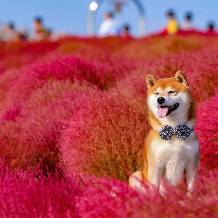 shiba inu dog flower