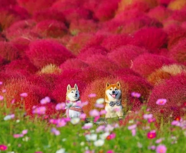 shiba inu dog flower
