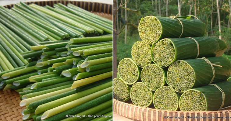 straws out of grass