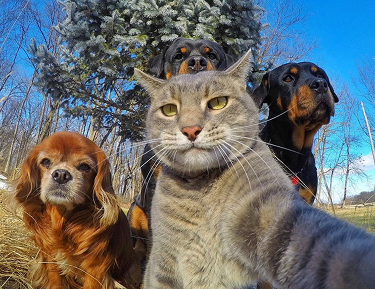 cat gang selfie