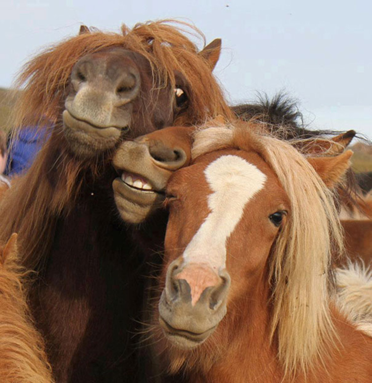 horses selfie