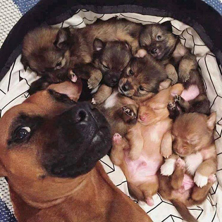 dogs selfie