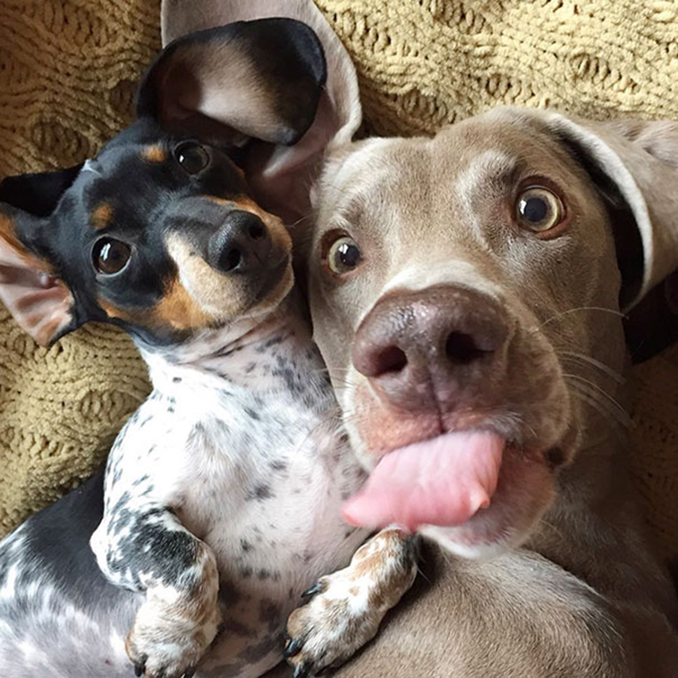 dog pet selfie