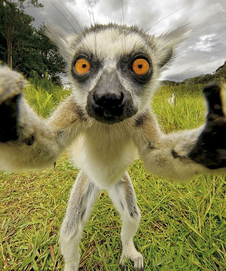 funny animal selfie