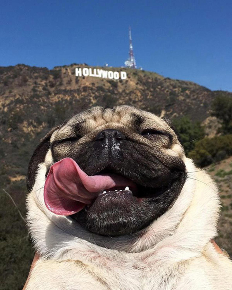 funny animal selfie