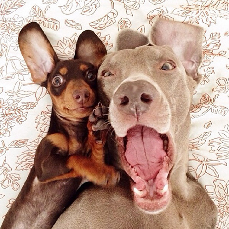 funny dogs selfie