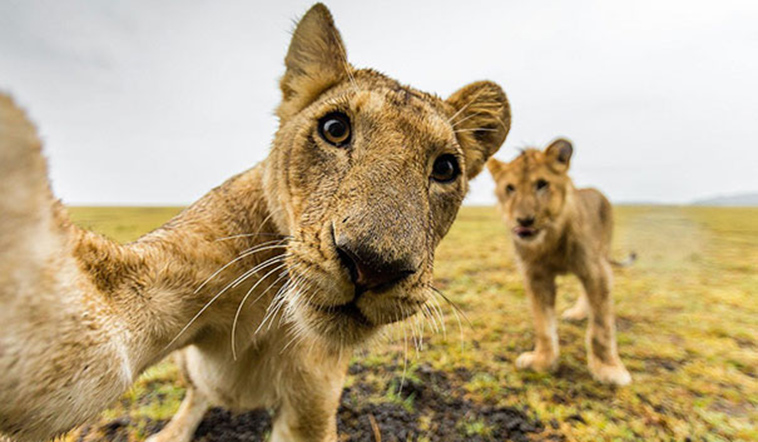 lion selfie