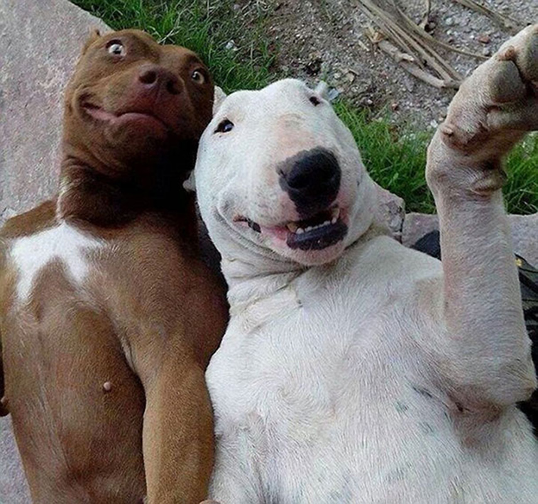 funny dog selfie