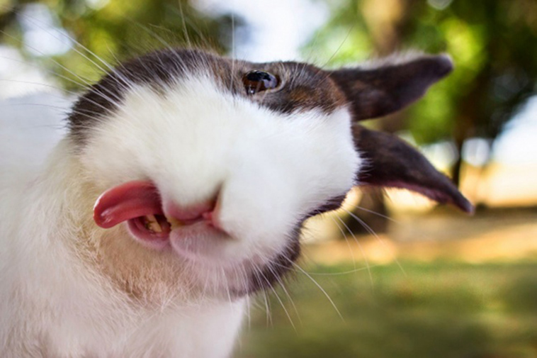 funny rabbit selfie