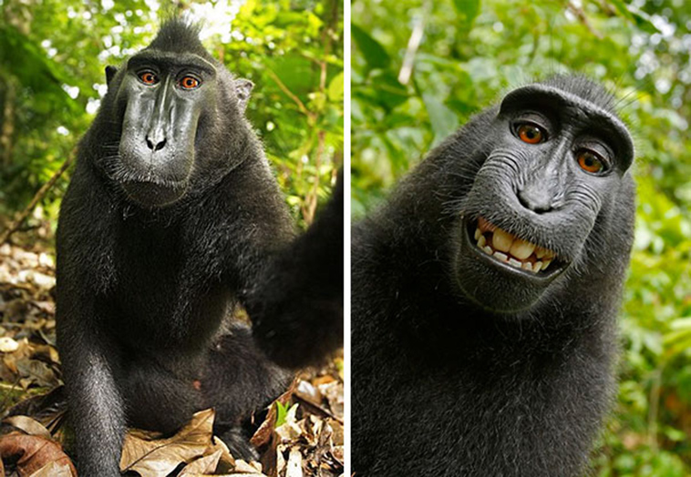 macaque selfie
