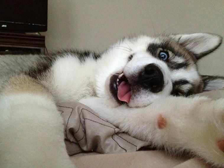 funny husky selfie