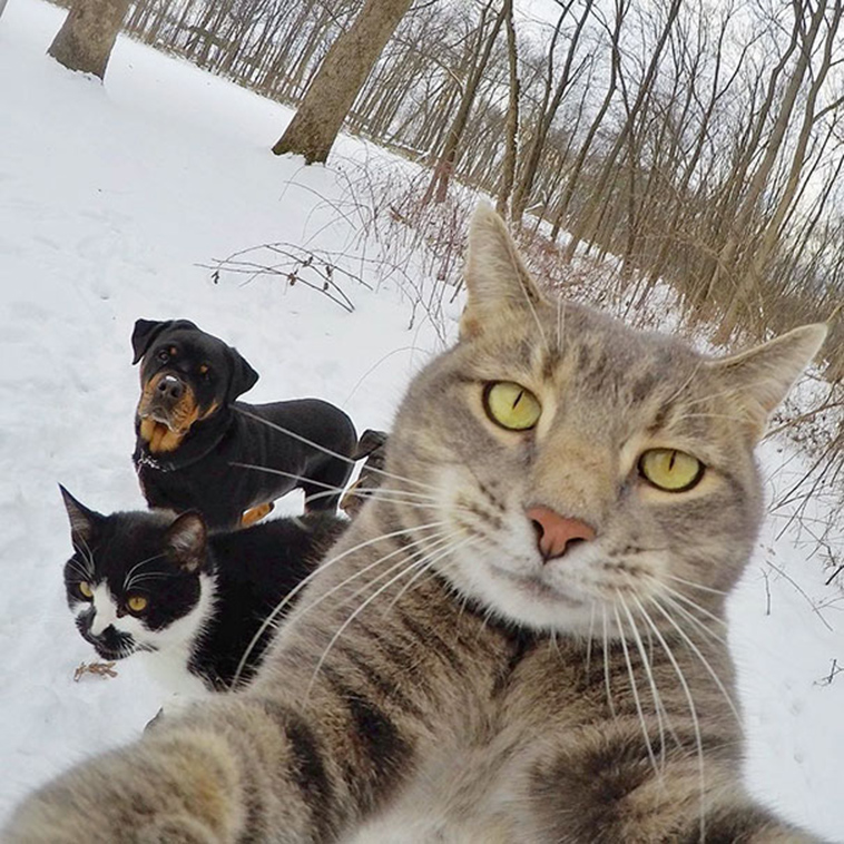 cat gang selfie