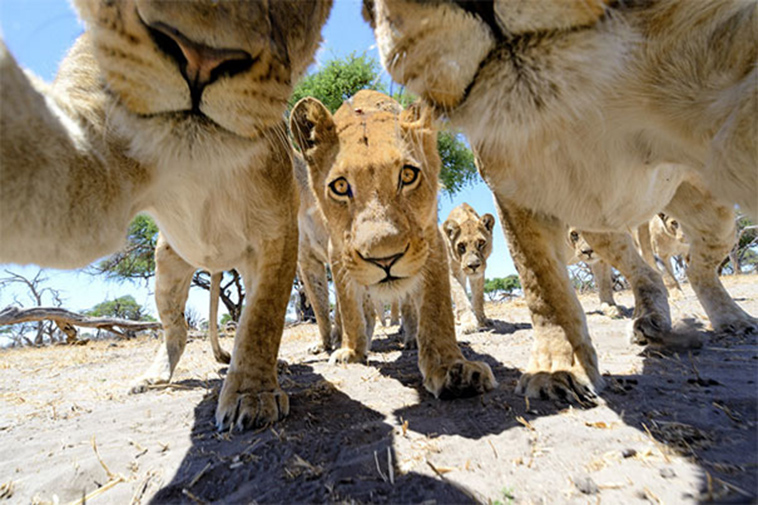lion gang selfie
