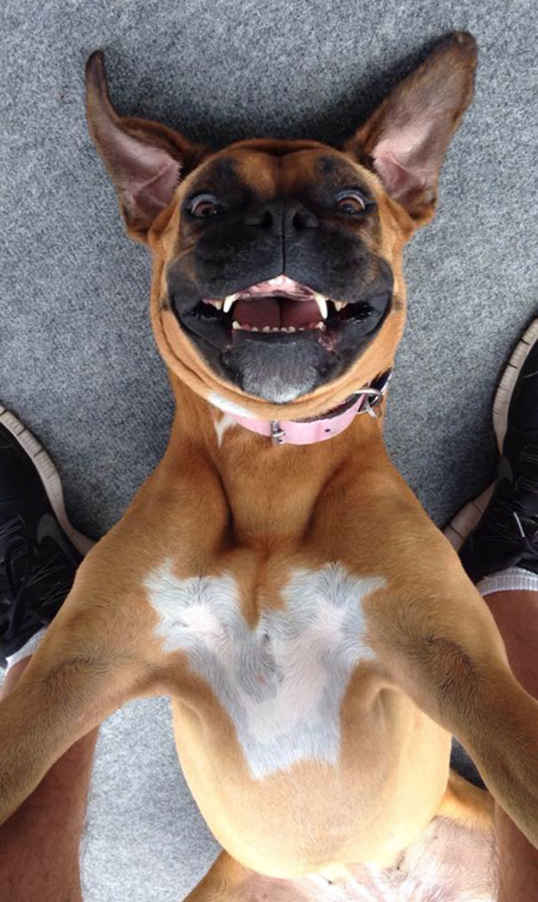 dog selfie