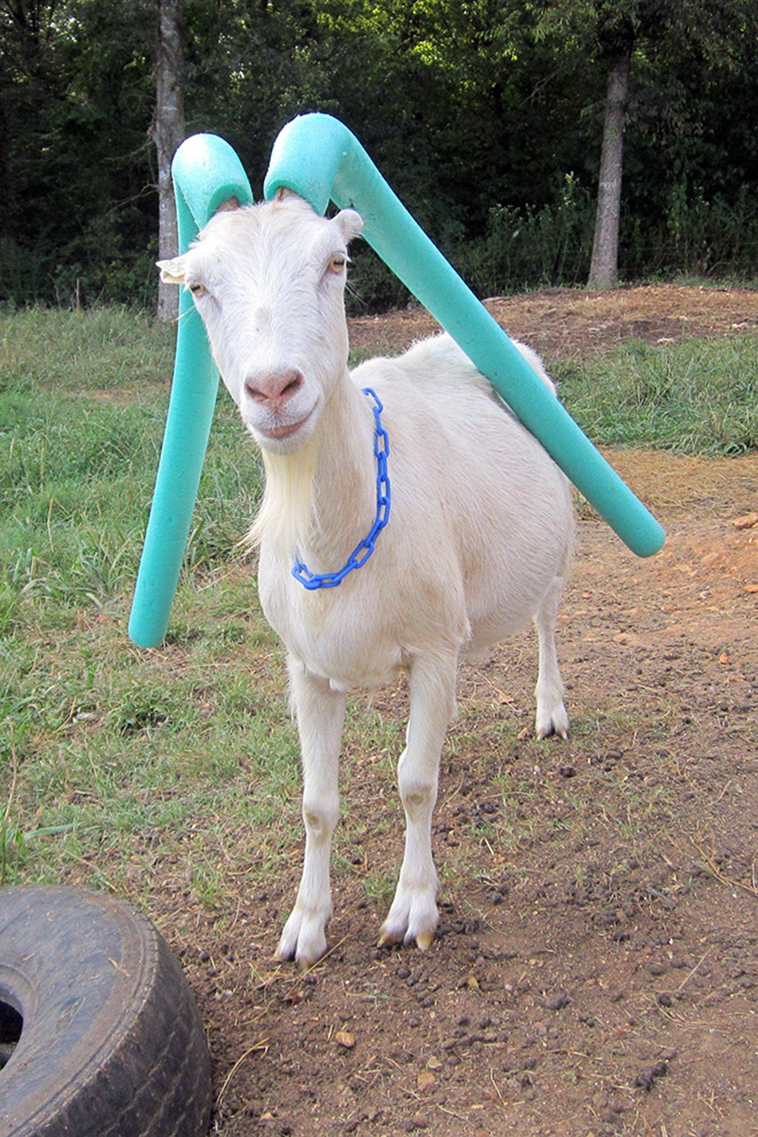 misbehaving goats and their adorable headgear